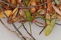 Sidymella_ZZ614_D7967_Z_88_North Stradbroke island_Australie
